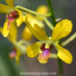 Dendrobium Pensuda Orchid Plant - BS