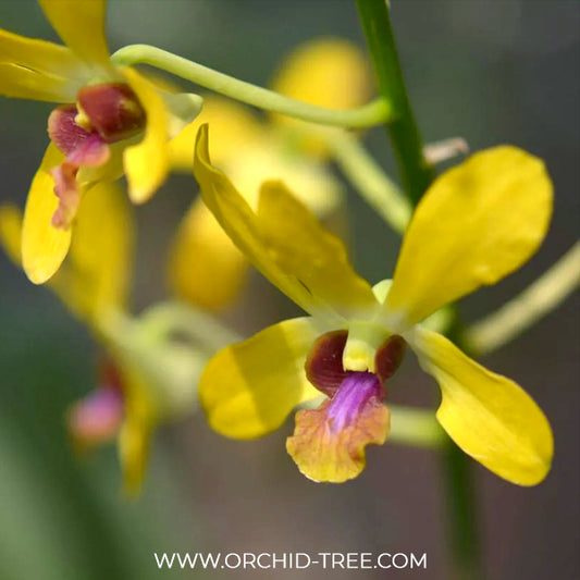 Dendrobium Pensuda Orchid Plant - BS