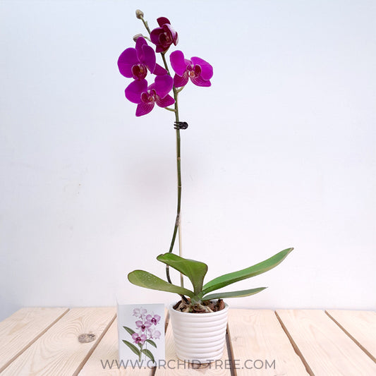 The Blushing Symphony | Phalaenopsis Orchid Gift