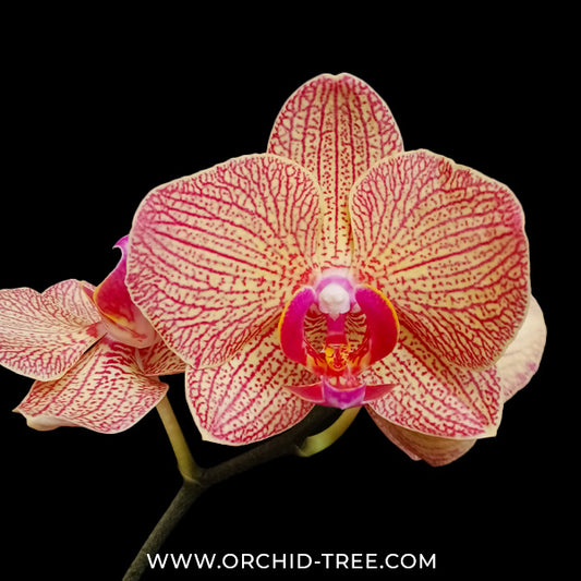 Phalaenopsis KV Beauty Orchid Plant - FF - Buy Orchids Plants Online by Orchid-Tree.com