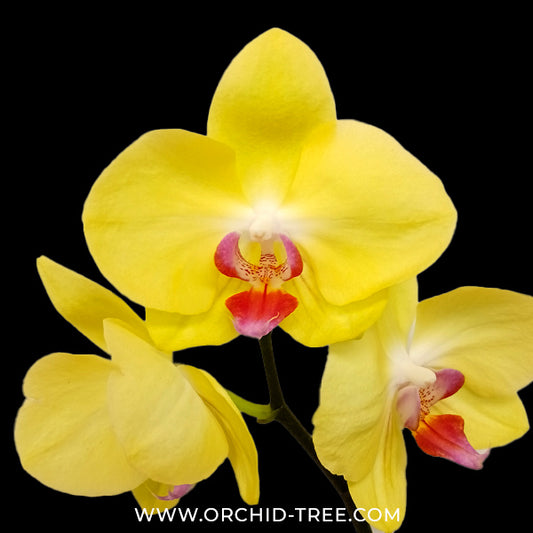 Phalaenopsis Fuller's Sunset Orchid Plant - FF - Buy Orchids Plants Online by Orchid-Tree.com