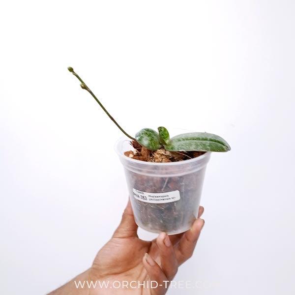 Phalaenopsis philippinensis sp. Orchid Plant - FF - Buy Orchids Plants Online by Orchid-Tree.com
