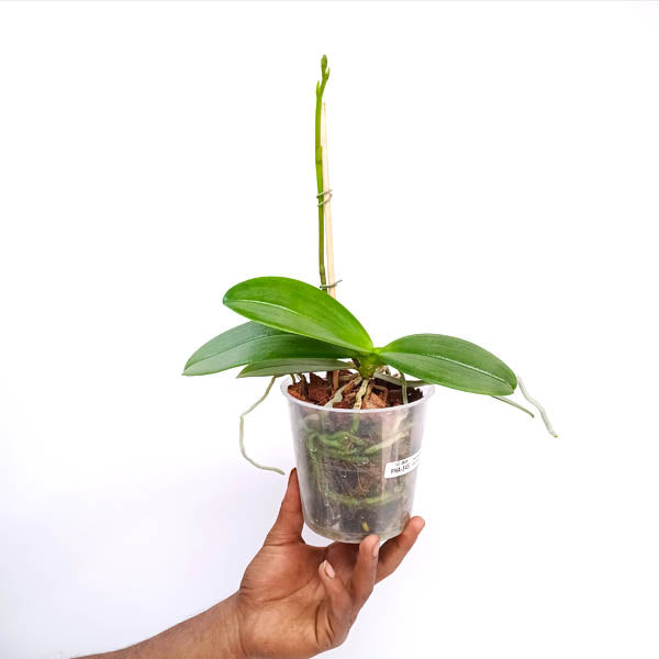 Phalaenopsis Expressions Orchid plant - FF