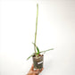 Phalaenopsis Ice Whisper Orchid Plant - FF - Buy Orchids Plants Online by Orchid-Tree.com