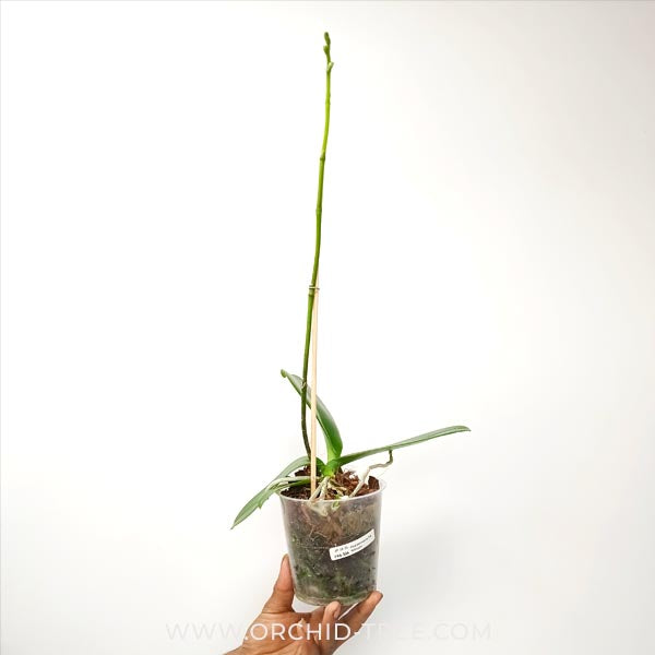 Phalaenopsis Ice Whisper Orchid Plant - FF - Buy Orchids Plants Online by Orchid-Tree.com