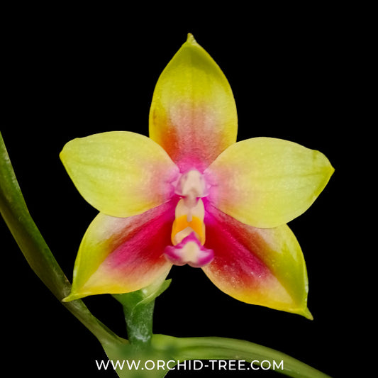 Phalaenopsis Vestar Eagle's Eyes Orchid Plant - MS - Buy Orchids Plants Online by Orchid-Tree.com