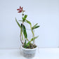 Cattleya bicolor sp. Orchid Plant - FF ( Open Flowers)
