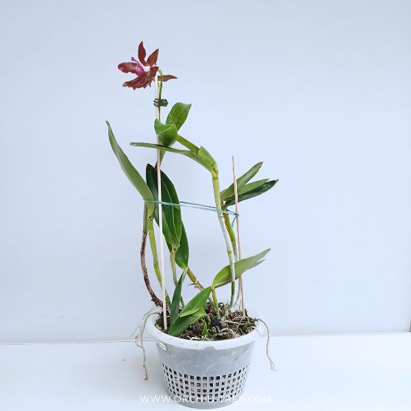 Cattleya bicolor sp. Orchid Plant - FF ( Open Flowers)