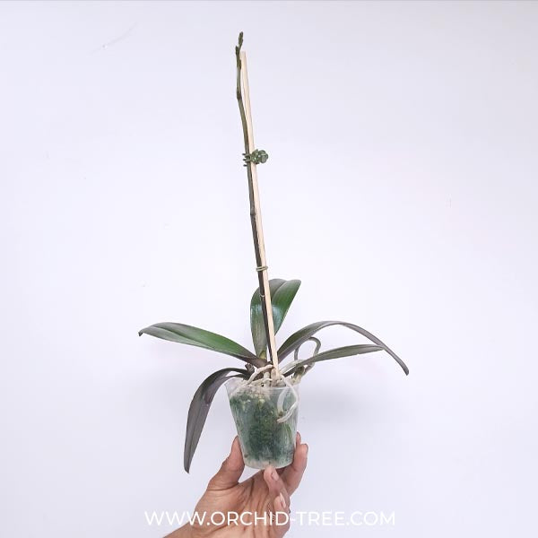 Phalaenopsis Fuller's Gold Princess Orchid Plant - FF