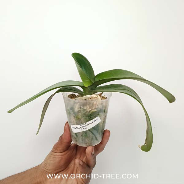 Phalaenopsis Fuller's P-Plus Orchid Plant - BS