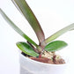 Phalaenopsis Shulong Genie Orchid Plant - FF