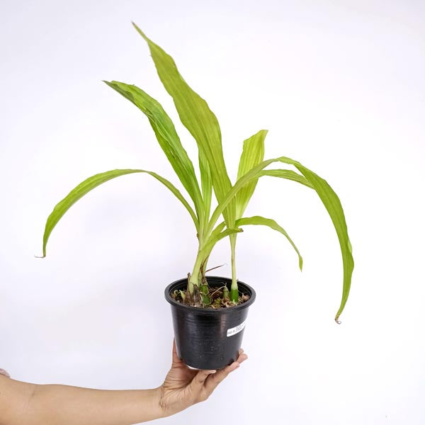 Phaiocalanthe Kryptonite x Calanthe Orchid Plant - BS