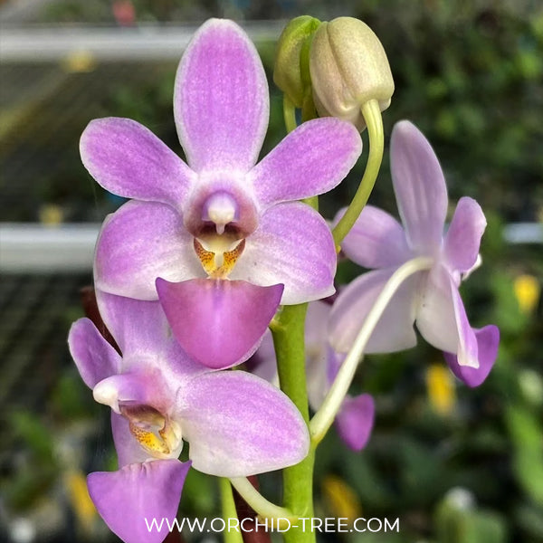 Phalaenopsis Evarise Blue Angel Orchid Plant - BS