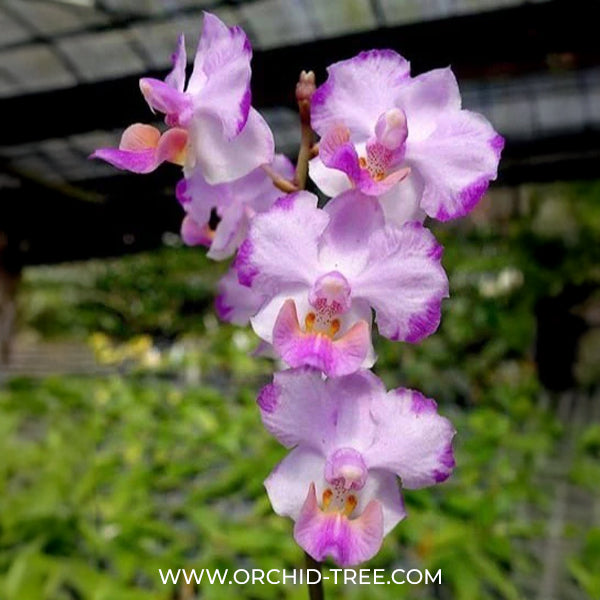 Phalaenopsis Memoria Val Rettig 'Splash' Orchid Plant - FF (Emerging spikes)