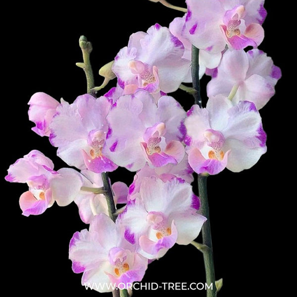 Phalaenopsis Memoria Val Rettig 'Splash' Orchid Plant - FF (Emerging spikes)