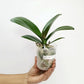 Phalaenopsis Yi-Shing '278' Orchid Plant - FF