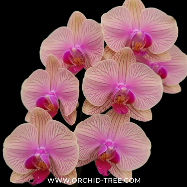 Phalaenopsis Tropic Wonderland Orchid Plant - FF