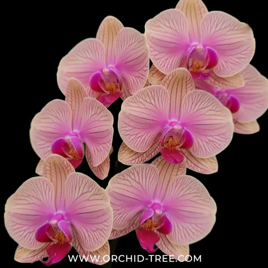 Phalaenopsis Tropic Wonderland Orchid Plant - FF