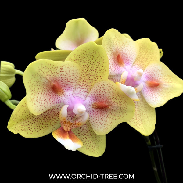 Phalaenopsis Yaphon Green Batman Orchid Plant FF OrchidTree