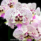 Phalaenopsis Expressions Orchid plant - FF