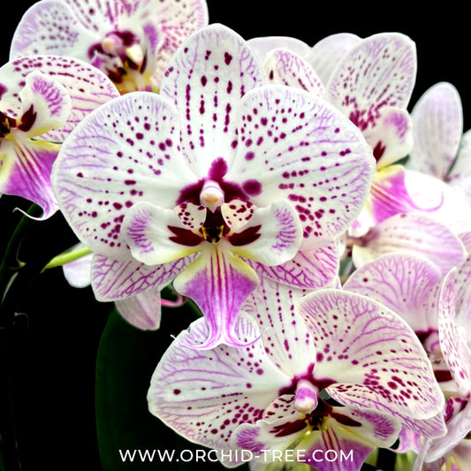 Phalaenopsis Expressions Orchid plant - FF