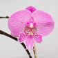 Phalaenopsis New Angel Orchid Plant - FF
