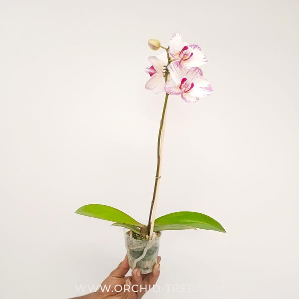 Phalaenopsis Shu Long Sweety Orchid Plant - FF - Buy Orchids Plants Online by Orchid-Tree.com