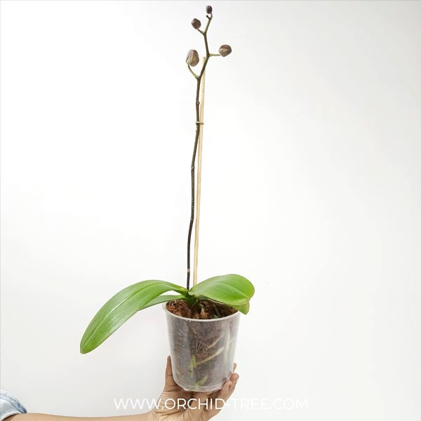 Phalaenopsis Art Nouveau Orchid Plant - FF