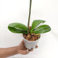 Phalaenopsis Dame Etna Orchid Plant - FF