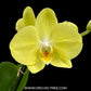 Phalaenopsis Savona Orchid Plant - FF - Buy Orchids Plants Online by Orchid-Tree.com
