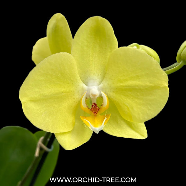Phalaenopsis Savona Orchid Plant - FF - Buy Orchids Plants Online by Orchid-Tree.com