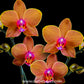 Phalaenopsis Burnt Sienna - BS