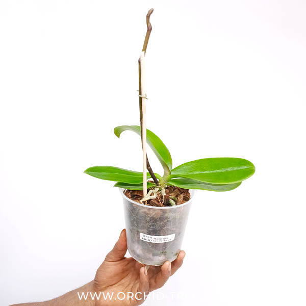 Phalaenopsis Camera Obscura Orchid Plant - FF