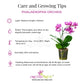 Phalaenopsis mannii sp. Orchid Plant - BS