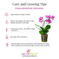 Phalaenopsis Pure Moon Date Orchid Plant - BS