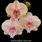 Phalaenopsis Echoes - BS