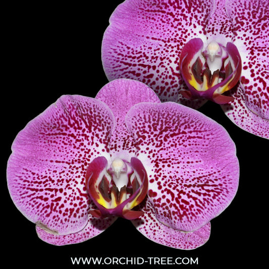 Phalaenopsis Fullers Rabbit Orchid Plant-FF