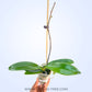 Phalaenopsis Golden Water - BS