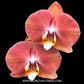 Phalaenopsis Harck Salmon Orchid Plant - FF