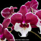 Phalaenopsis Younghome Santa Orchid Plant - FF