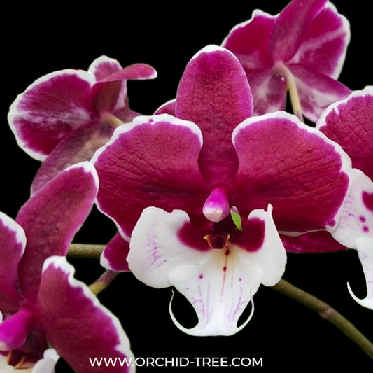 Phalaenopsis Younghome Santa Orchid Plant - BS