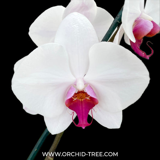 Phalaenopsis Splendid Orchid Plant - FF