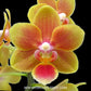 Phalaenopsis Shih Fang Savory Orange Orchid Plant - FF (emerging spike)