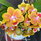 Phalaenopsis Shih Fang Savory Orange Orchid Plant - FF (emerging spike)