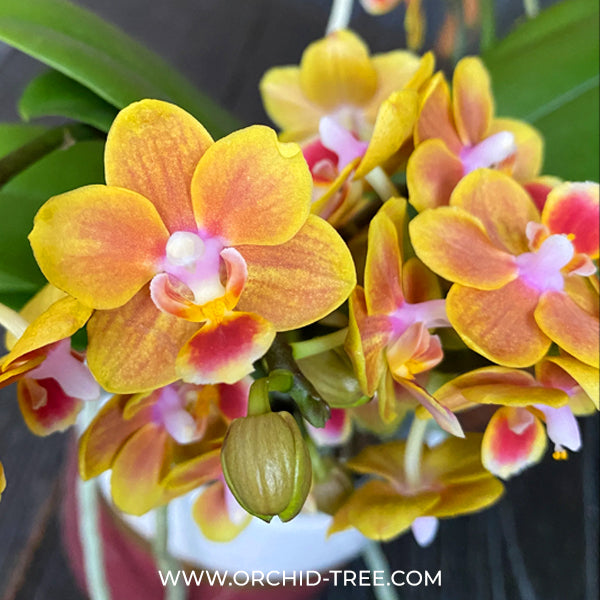 Phalaenopsis Shih Fang Savory Orange Orchid Plant - FF (emerging spike)