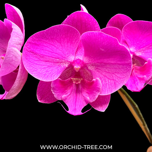 Phalaenopsis Fuller's P-Plus Orchid Plant - BS - Buy Orchids Plants Online by Orchid-Tree.com