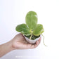 Phalaenopsis bellina var. coerulea Sp. Orchid Plant - FF