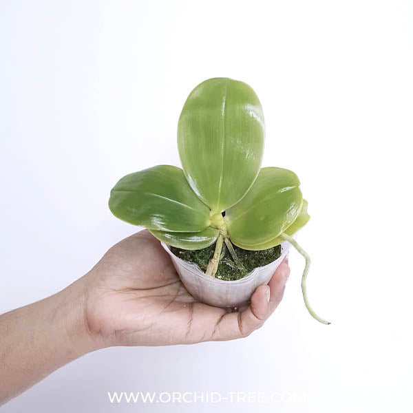 Phalaenopsis bellina var. coerulea Sp. Orchid Plant - FF
