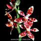 Phalaenopsis bastianii sp. Orchid Plant - FF