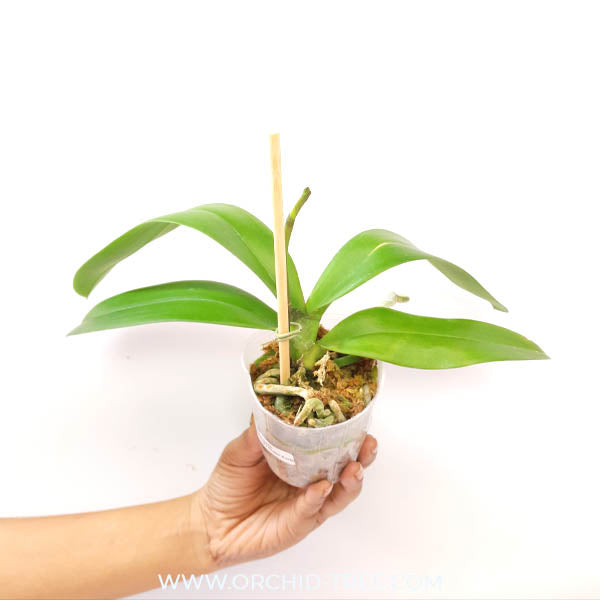 Phalaenopsis Fusheng's Green Earth Orchid Plant - FF